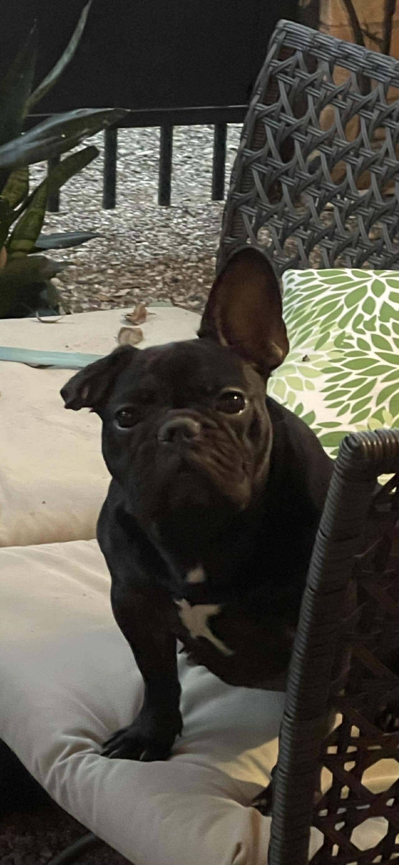 Dahlia, ADOPTABLE, Adult Female French Bulldog.
