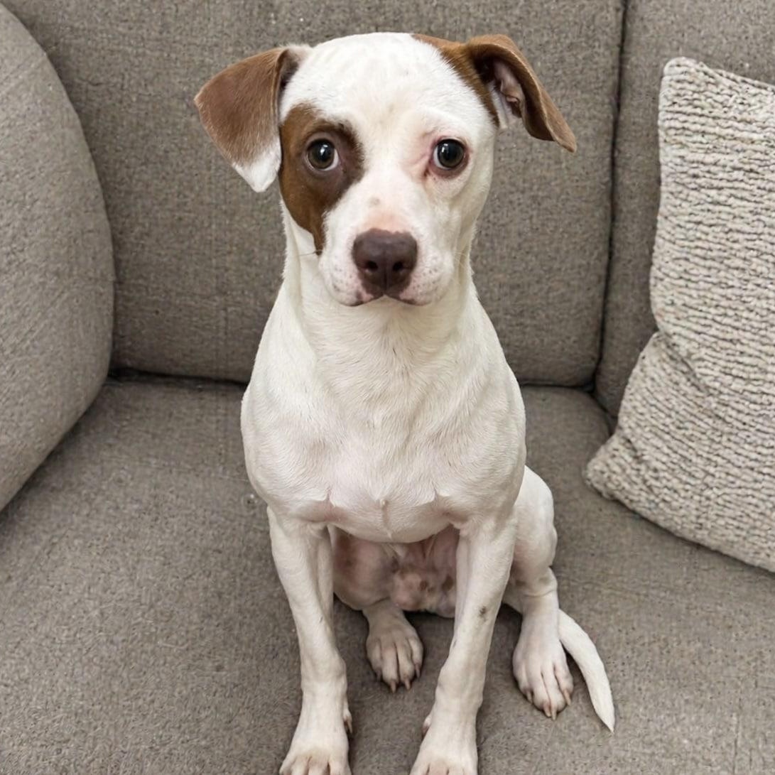 Enlarge Patchy, a ADOPTABLE mixed breed in Mead, CO image 1/4