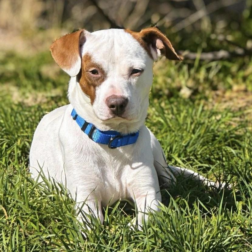 Enlarge Patchy, a ADOPTABLE mixed breed in Mead, CO image 2/4