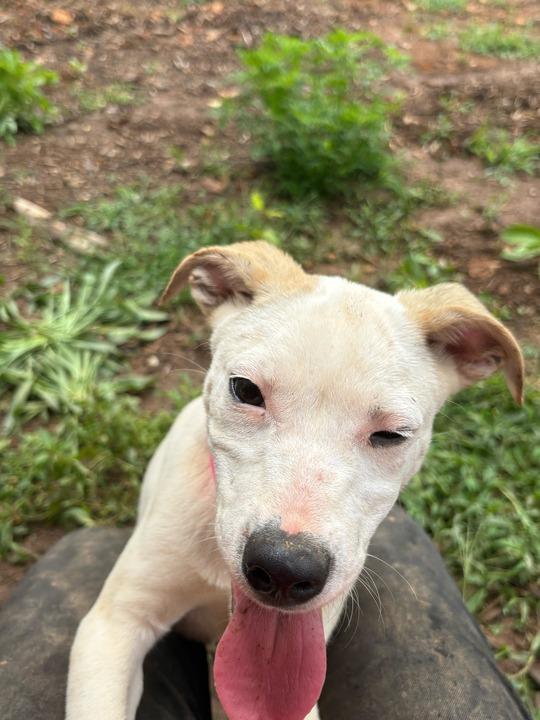 Enlarge KENDALL, a Adoptable Pit Bull Terrier in Athens, AL image 1/6
