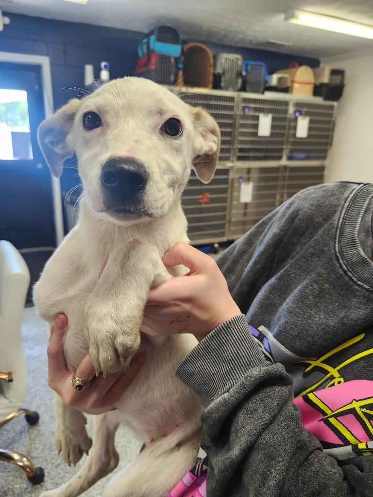 KENDALL - PUPPY 1, Adoptable, Puppy Female Pit Bull Terrier.