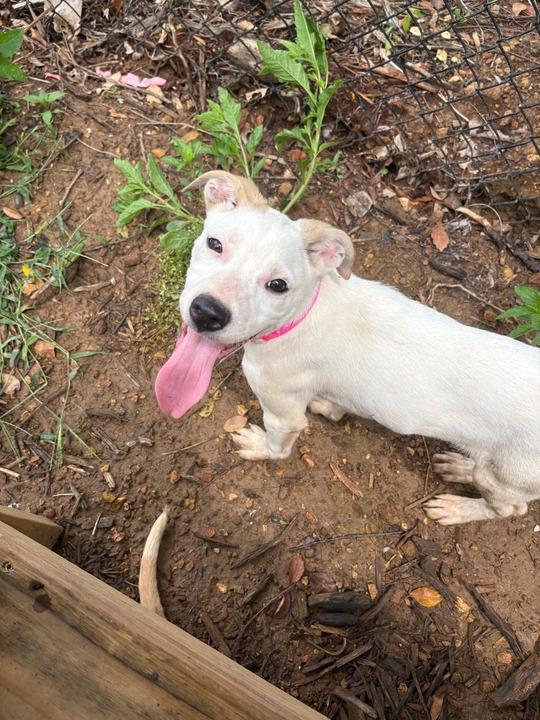 Enlarge KENDALL, a Adoptable Pit Bull Terrier in Athens, AL image 3/6