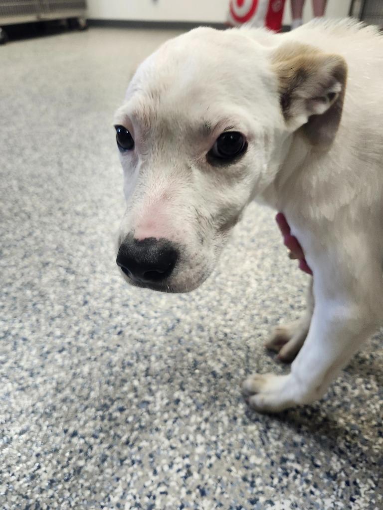 KENDALL - PUPPY 1, a Adoptable Pit Bull Terrier in Athens, AL image 3/3