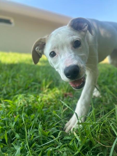 Enlarge KENDALL, a Adoptable Pit Bull Terrier in Athens, AL image 6/6