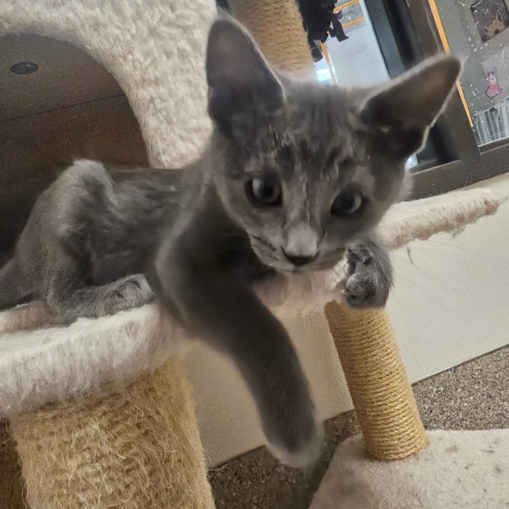 Huck, Adoptable, Kitten Male Domestic Short Hair.