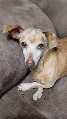 Zippy, ADOPTABLE, Senior Male Dachshund.