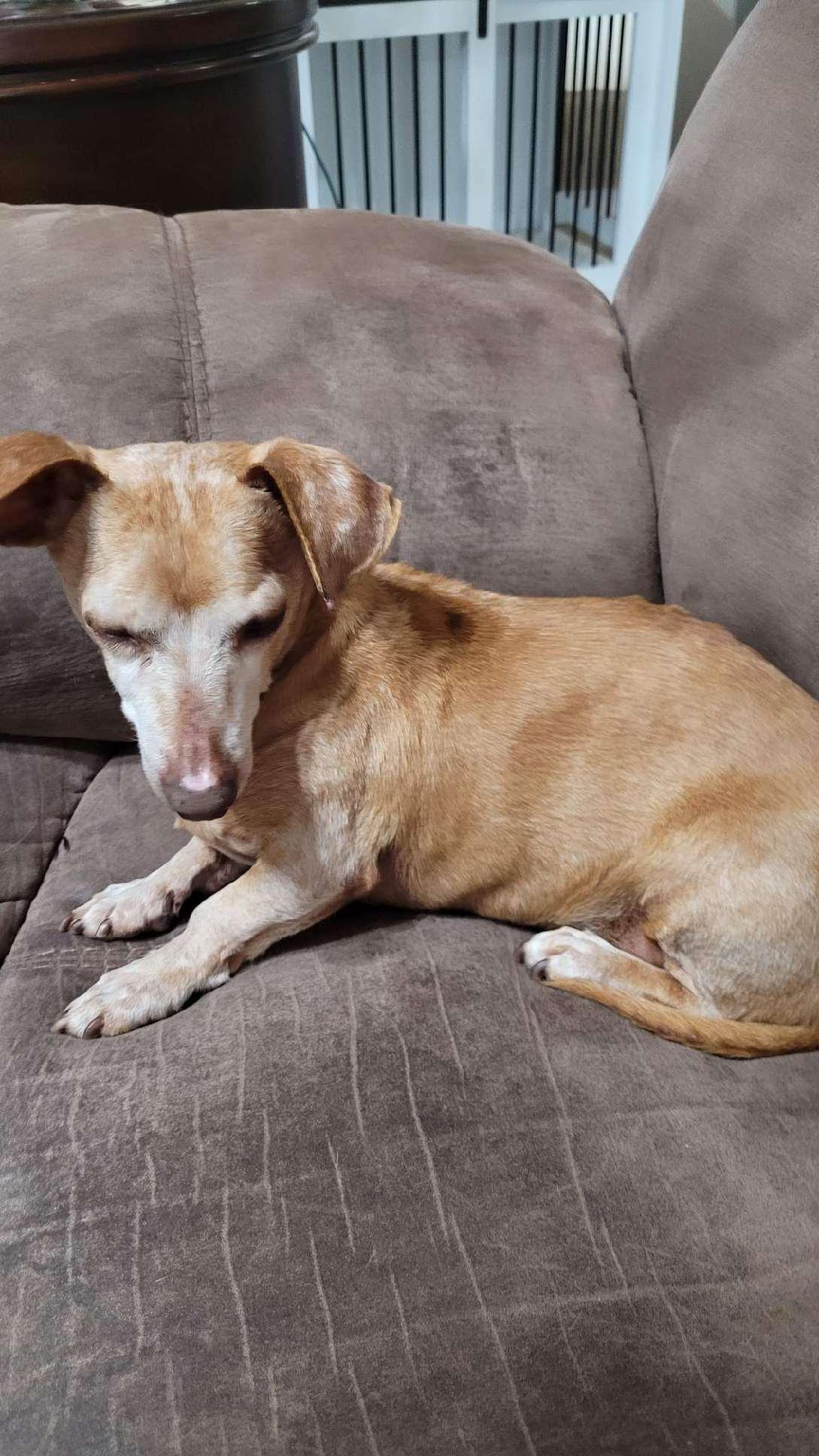 Zippy, an adoption pending Dachshund in Temple, TX image 3/4