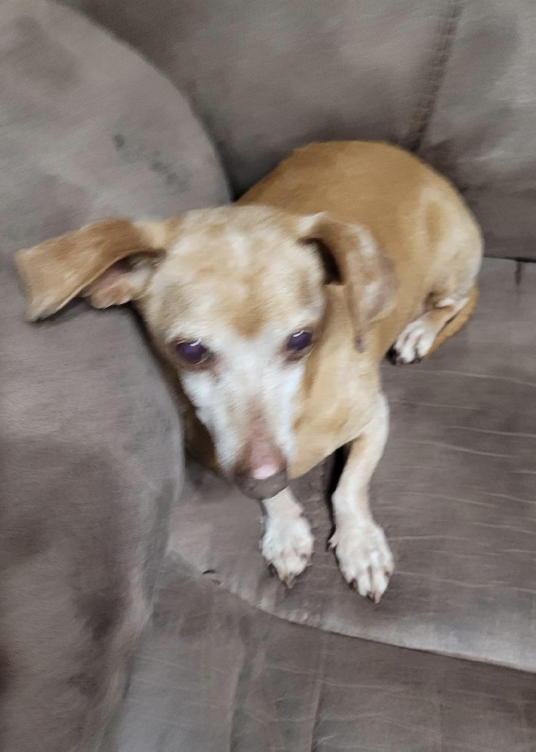 Zippy, an adoption pending Dachshund in Temple, TX image 4/4