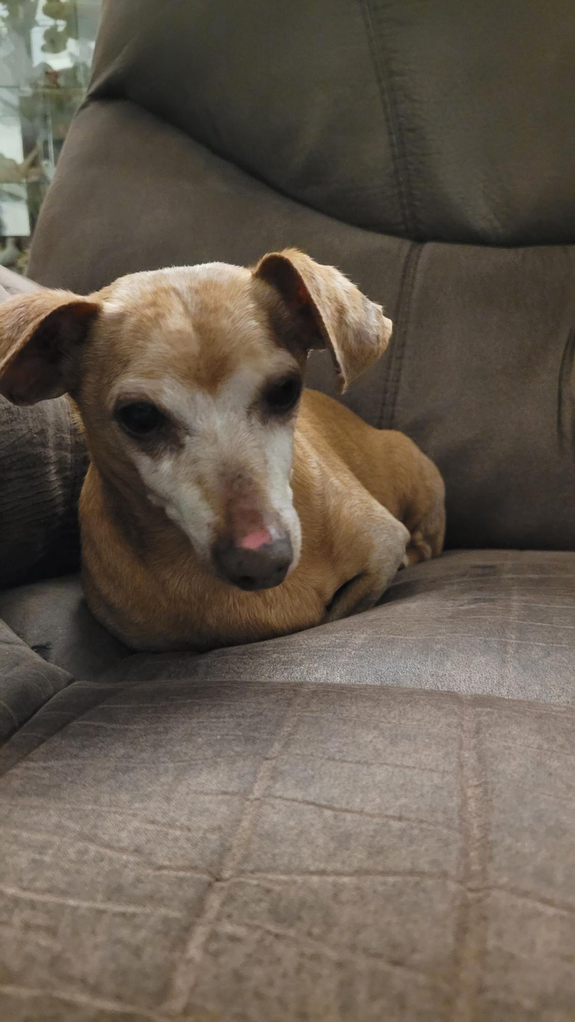Enlarge Zippy, a ADOPTABLE Dachshund in Temple, TX image 1/1