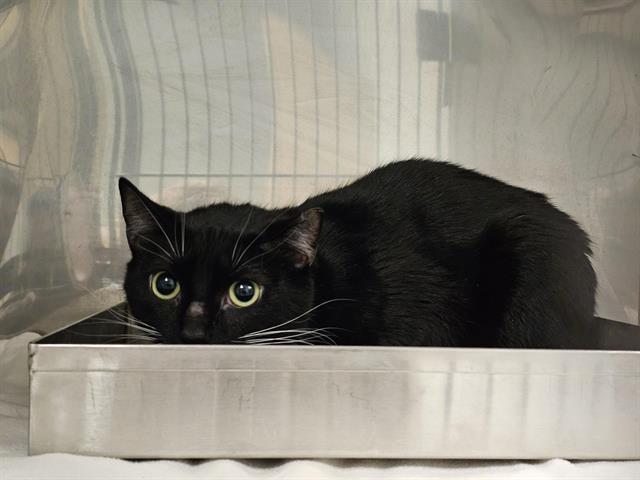 Enlarge MARRIMO, a Adoptable Domestic Short Hair in Clyde, NC image 1/1