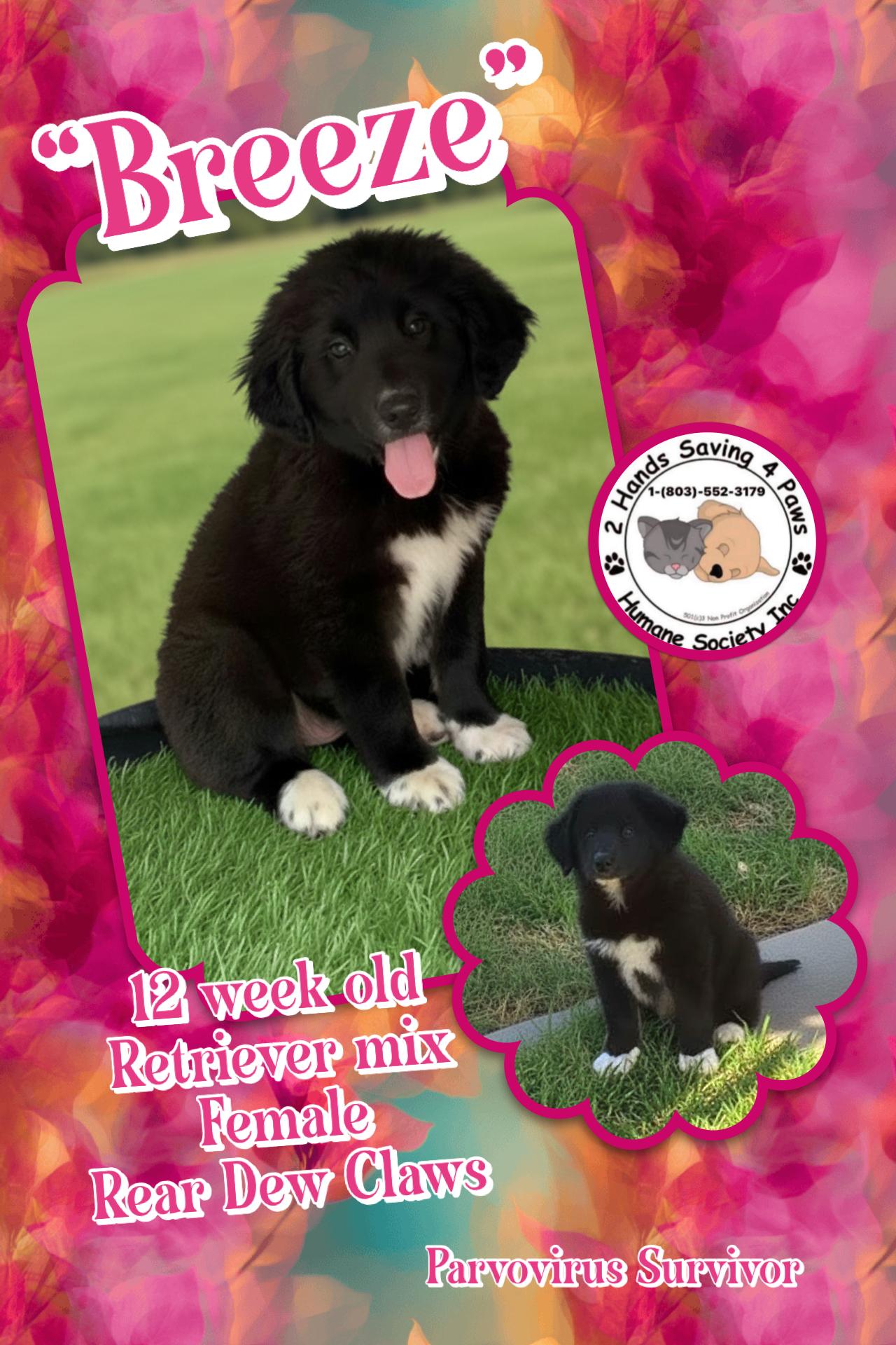 Enlarge Breeze, a Adoptable mixed breed in Totowa, NJ image 1/1