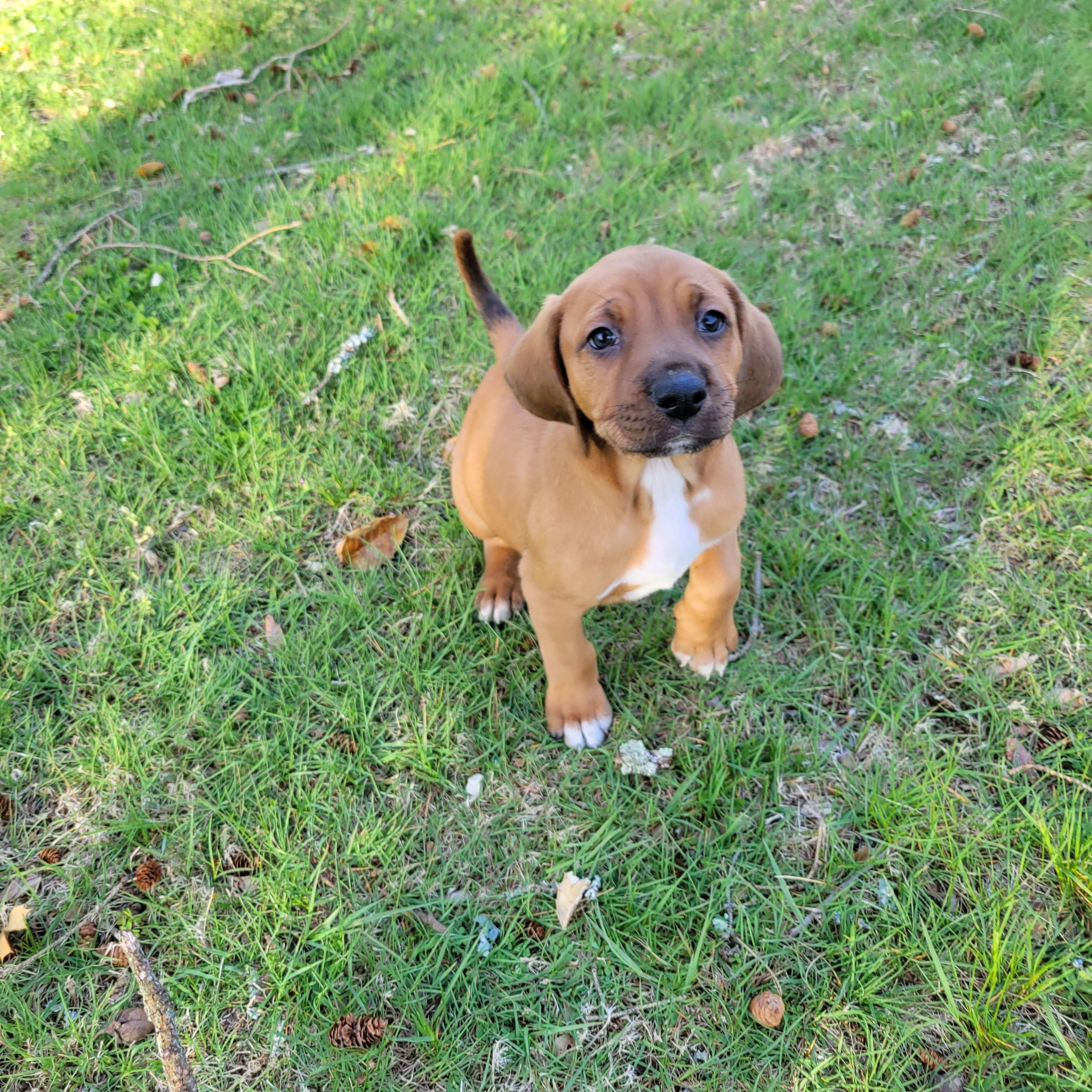 Enlarge Chubby Hubby, a Adoptable mixed breed in Elwood, NJ image 4/5