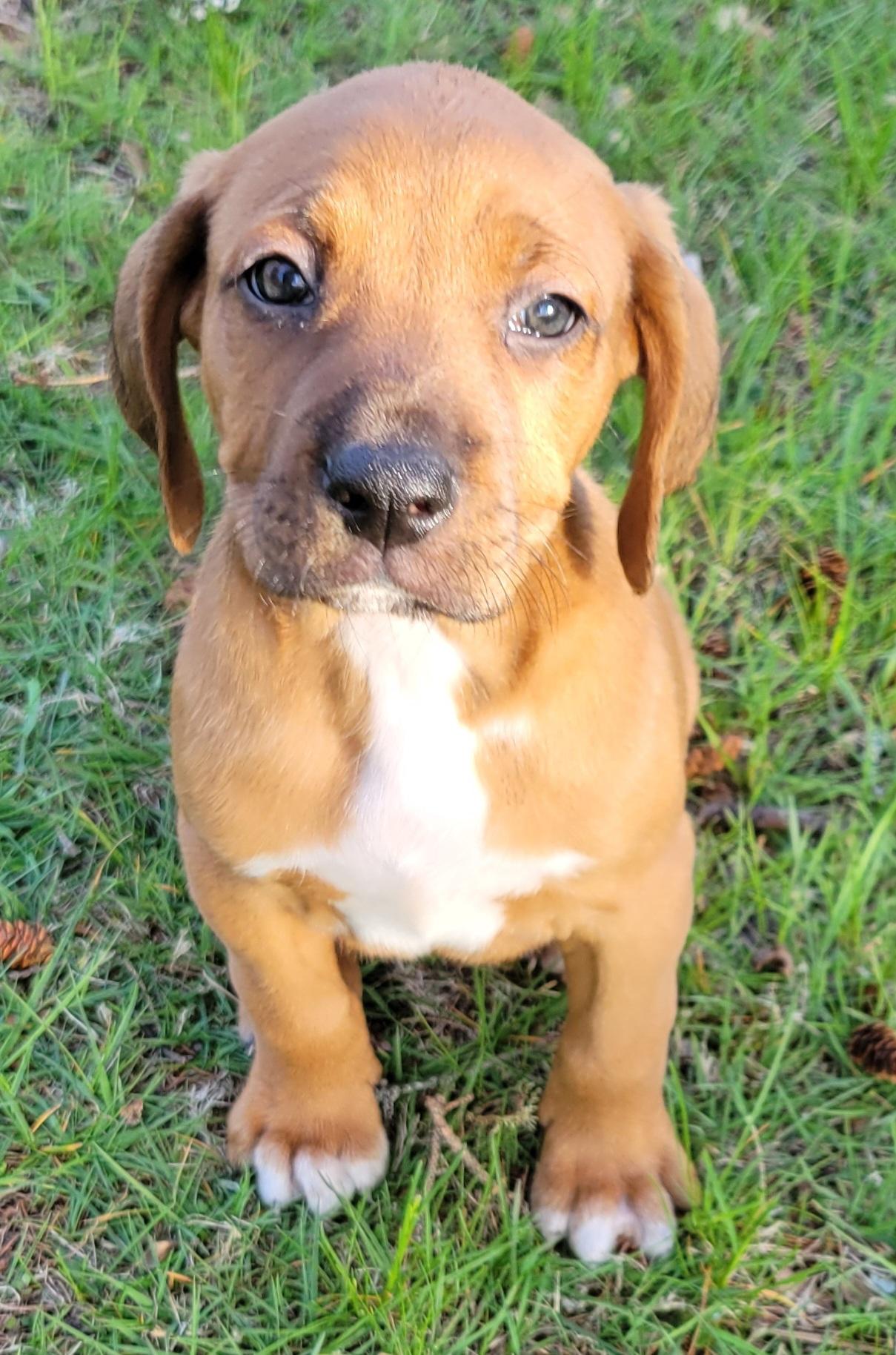 Enlarge Chubby Hubby, a Adoptable mixed breed in Elwood, NJ image 5/5