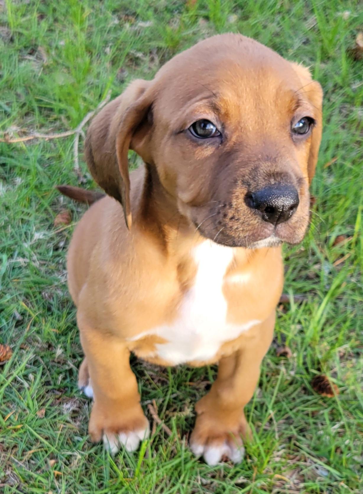 Chubby Hubby, Adoptable, Puppy Male Redbone Coonhound.