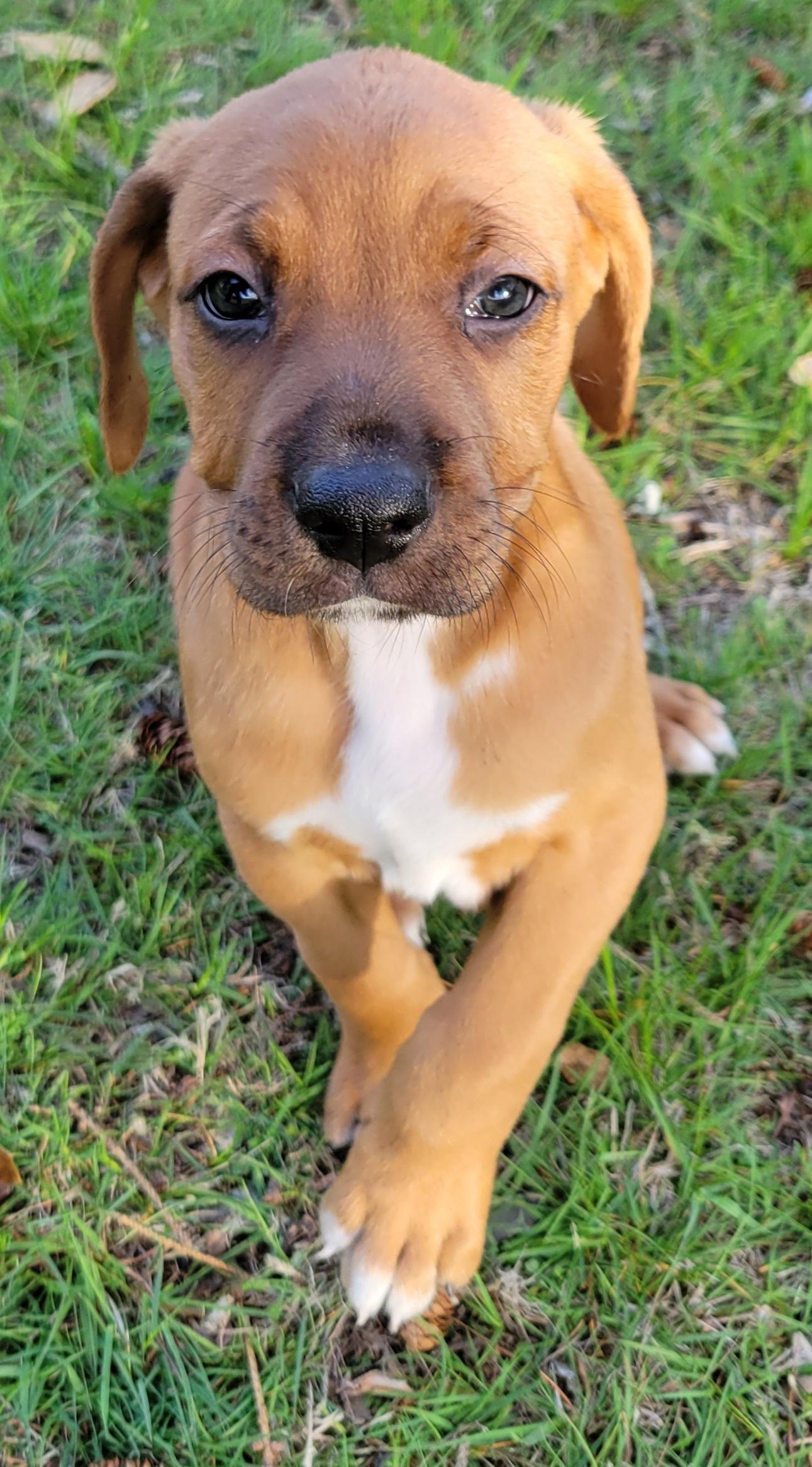 Enlarge Chubby Hubby, a Adoptable mixed breed in Elwood, NJ image 2/5