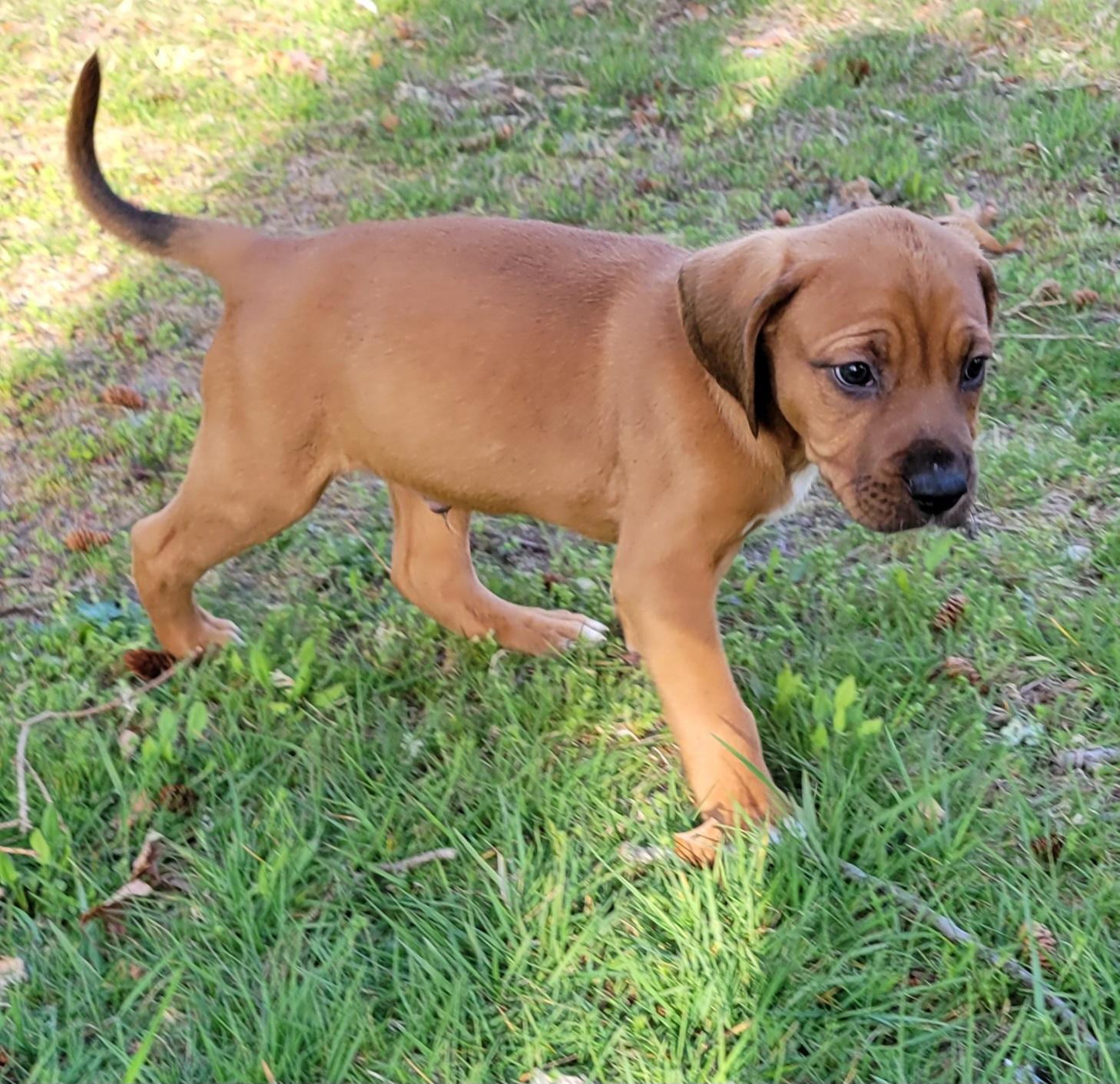 Enlarge Chubby Hubby, a Adoptable mixed breed in Elwood, NJ image 3/5