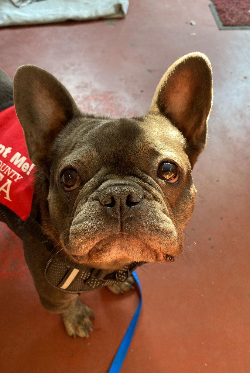 Enlarge Beaux, a Adopted French Bulldog in Davis, CA image 1/3