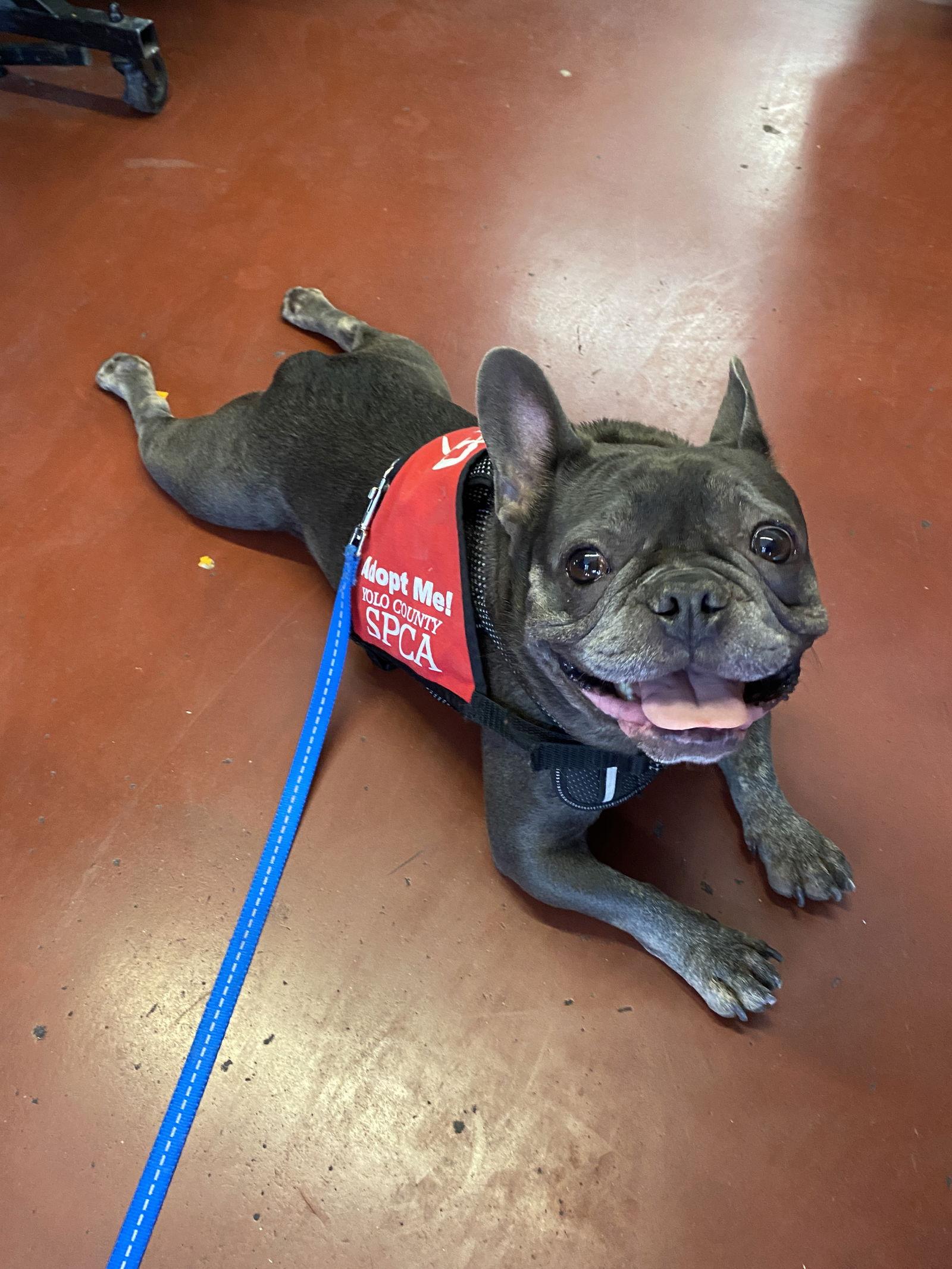 Enlarge Beaux, a Adopted French Bulldog in Davis, CA image 2/3