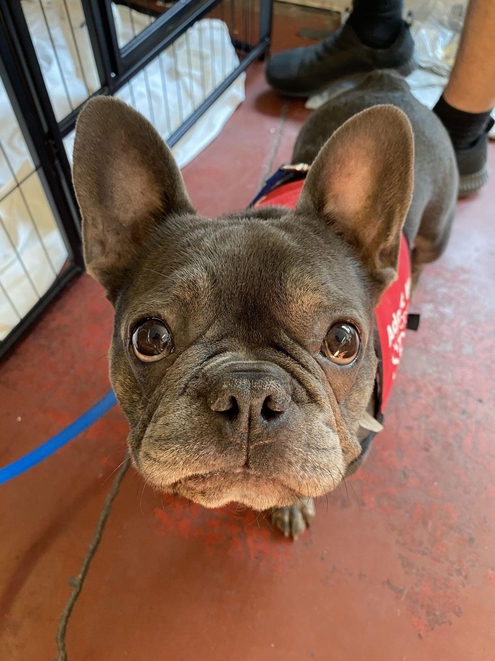 Enlarge Beaux, a Adopted French Bulldog in Davis, CA image 3/3