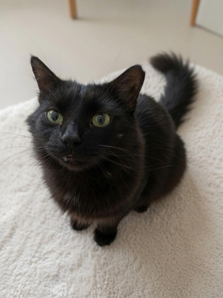 Enlarge Teddy, a Adoptable mixed breed in Vienna , VA image 2/2