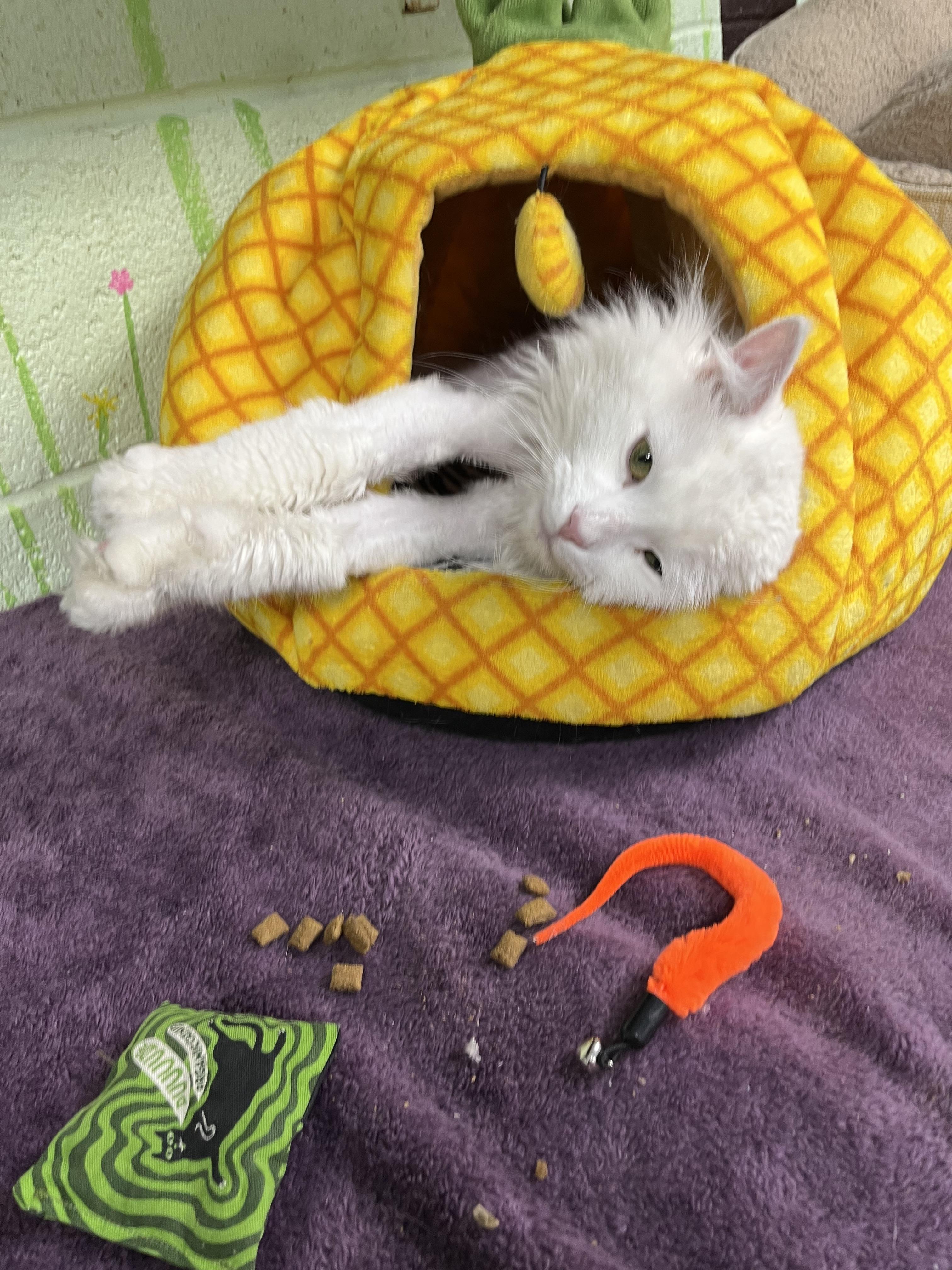 Enlarge Valentino, an adopted Turkish Angora in Pompton Plains, NJ image 1/1