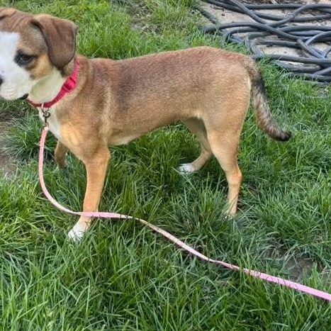 Enlarge Rosebud, an adopted Mixed Breed in East Peoria, IL image 6/6