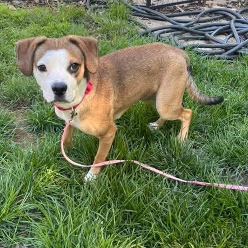 Enlarge Rosebud, an adopted Mixed Breed in East Peoria, IL image 3/6