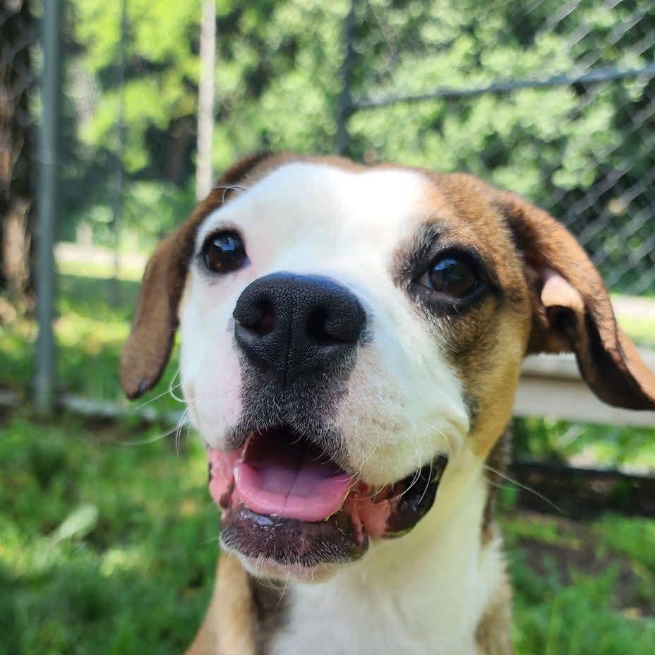Enlarge Rosebud, an adopted Mixed Breed in East Peoria, IL image 4/6