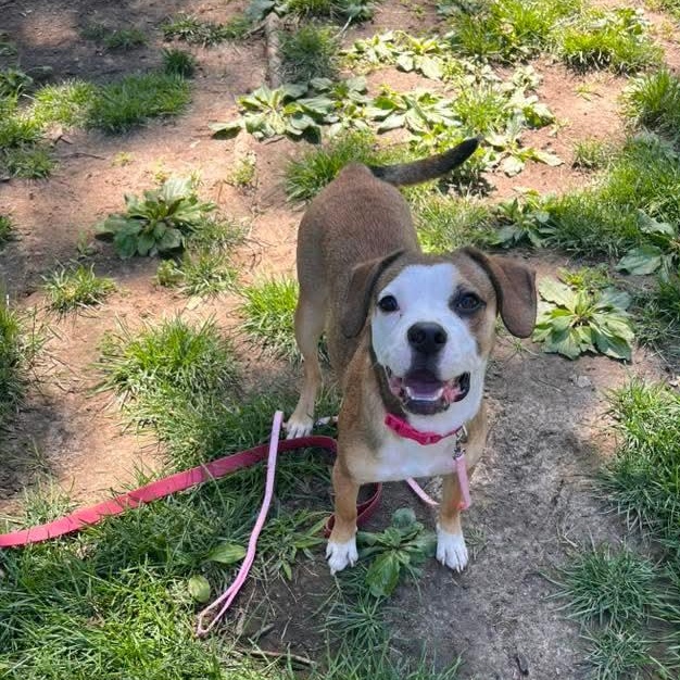 Enlarge Rosebud, an adopted Mixed Breed in East Peoria, IL image 2/6