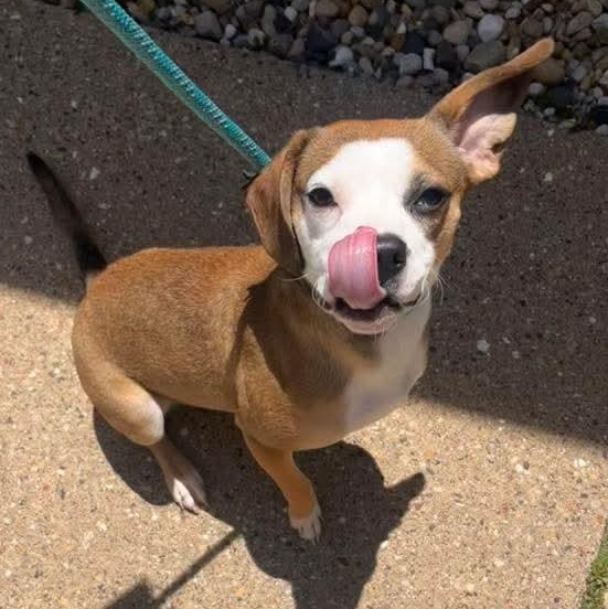 Enlarge Rosebud, an adopted Mixed Breed in East Peoria, IL image 5/6