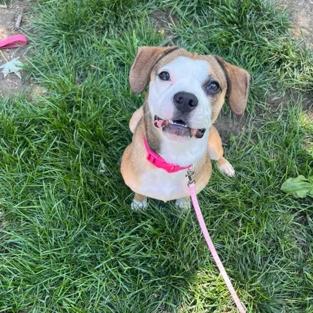 Rosebud, adopted, Puppy Female Mixed Breed.
