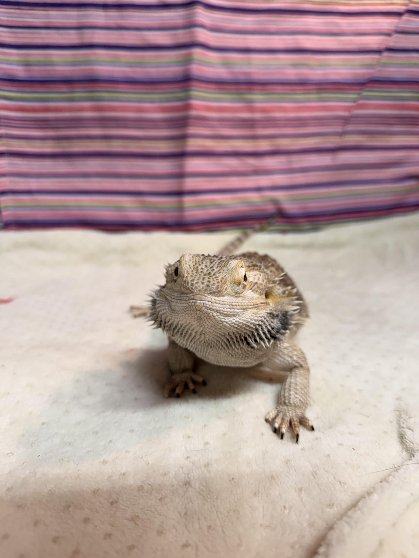 Princess, an adopted Bearded Dragon in Upper Sandusky, OH image 1/3