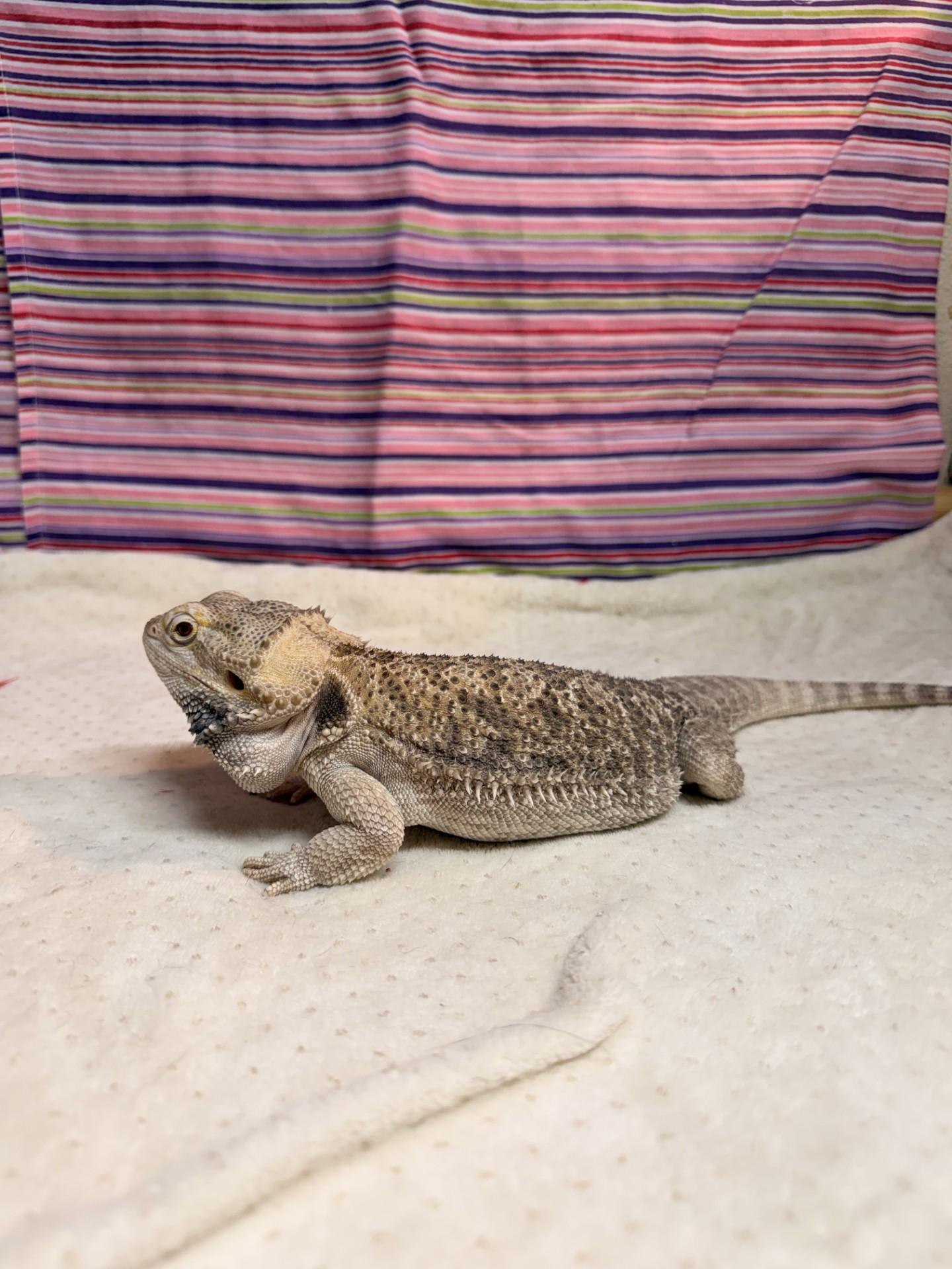 Princess, an adopted Bearded Dragon in Upper Sandusky, OH image 2/3