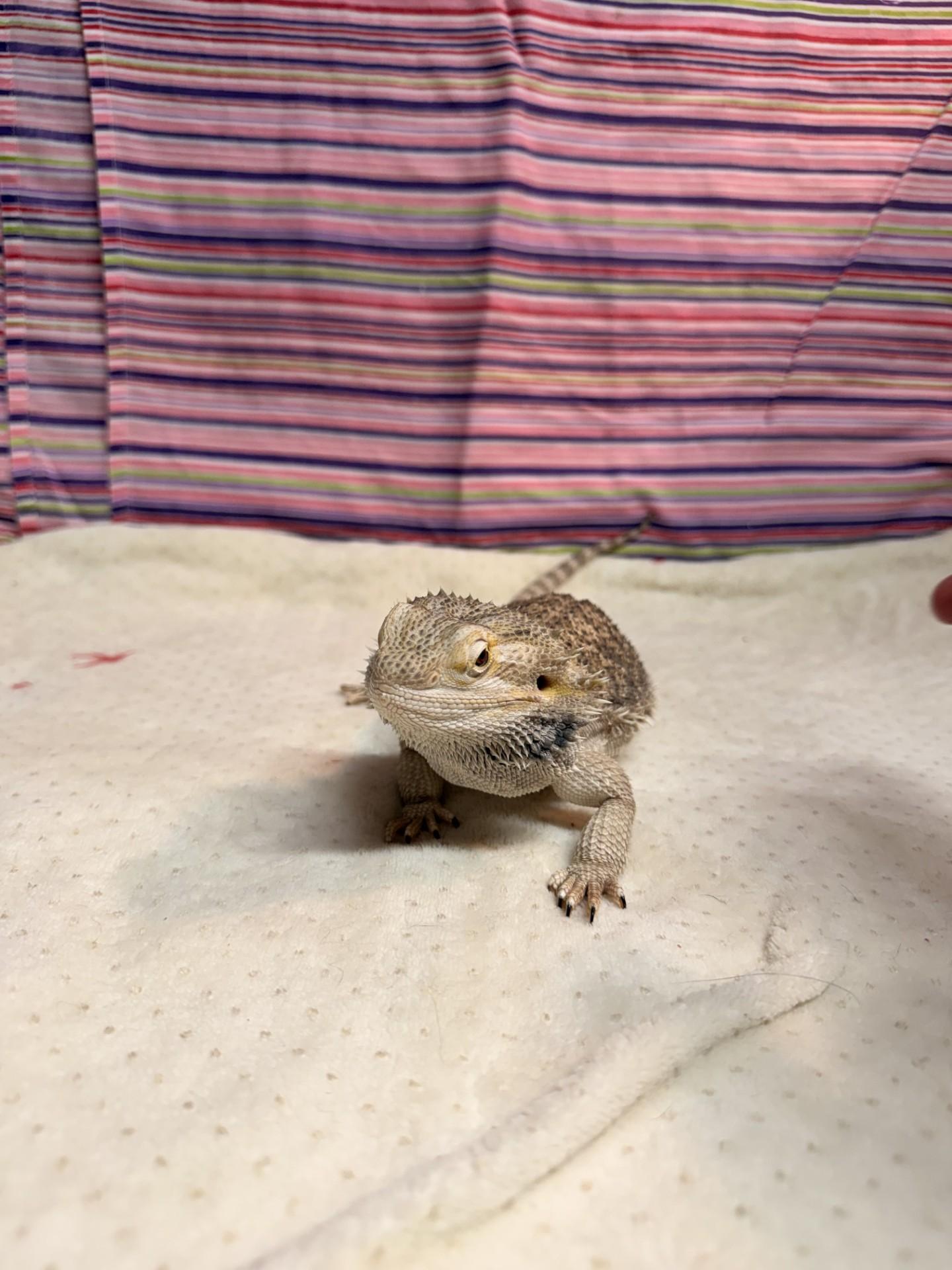 Princess, an adopted Bearded Dragon in Upper Sandusky, OH image 3/3