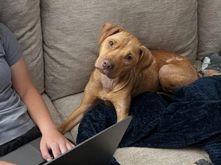 Peach, Adoptable, Young Female Pit Bull Terrier & American Staffordshire Terrier.