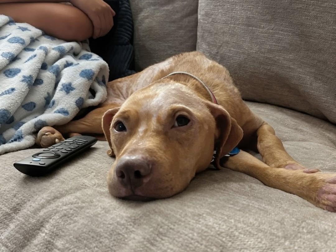 Enlarge Peach, a Adoptable mixed breed in Philadelphia, PA image 2/6