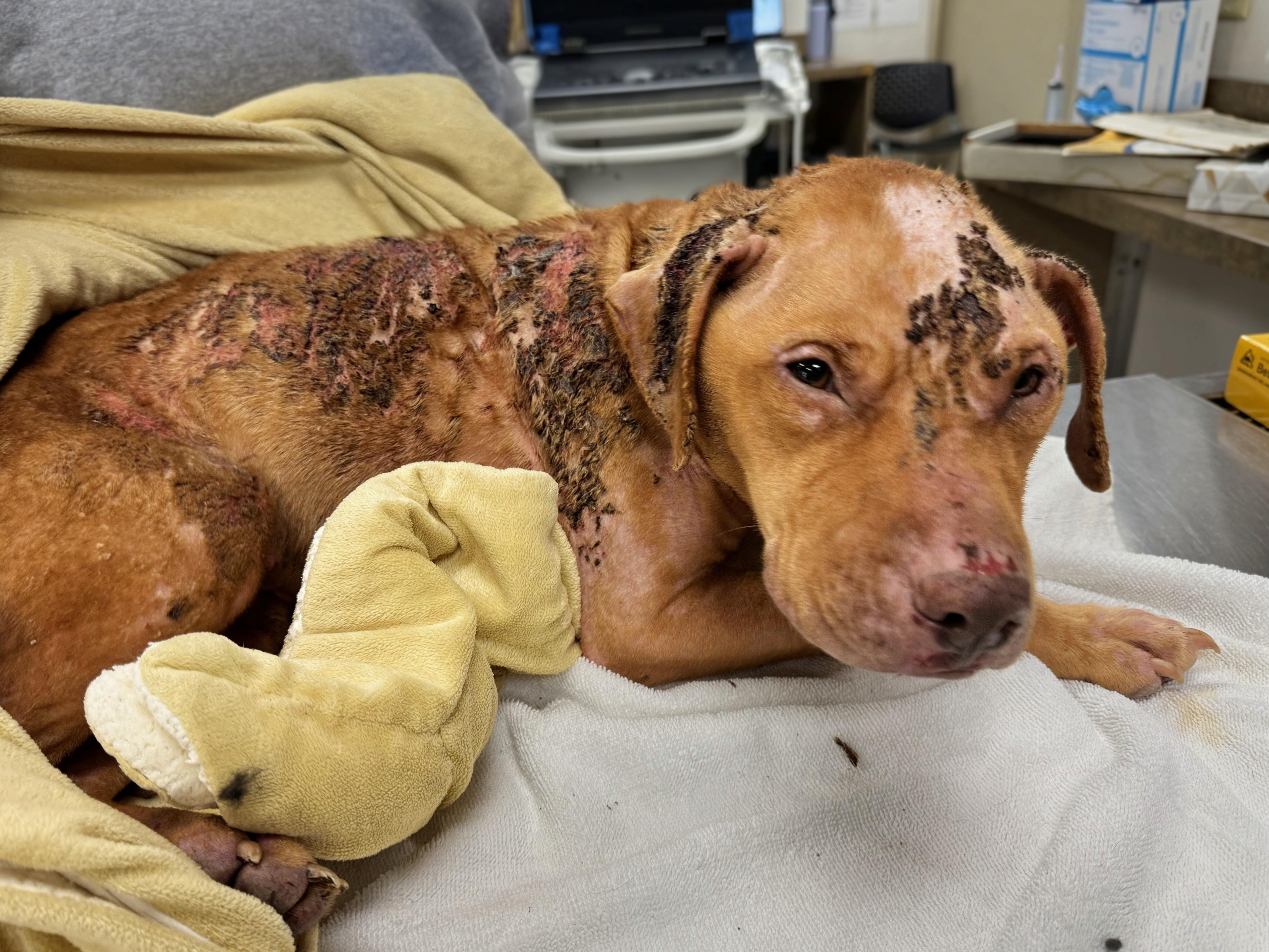 Enlarge Peach, a Adoptable mixed breed in Philadelphia, PA image 3/6