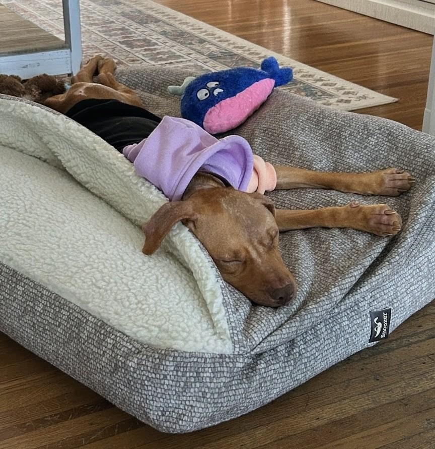 Enlarge Peach, a Adoptable mixed breed in Philadelphia, PA image 4/6