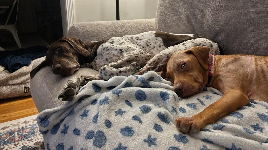 Enlarge Peach, a Adoptable mixed breed in Philadelphia, PA image 5/6