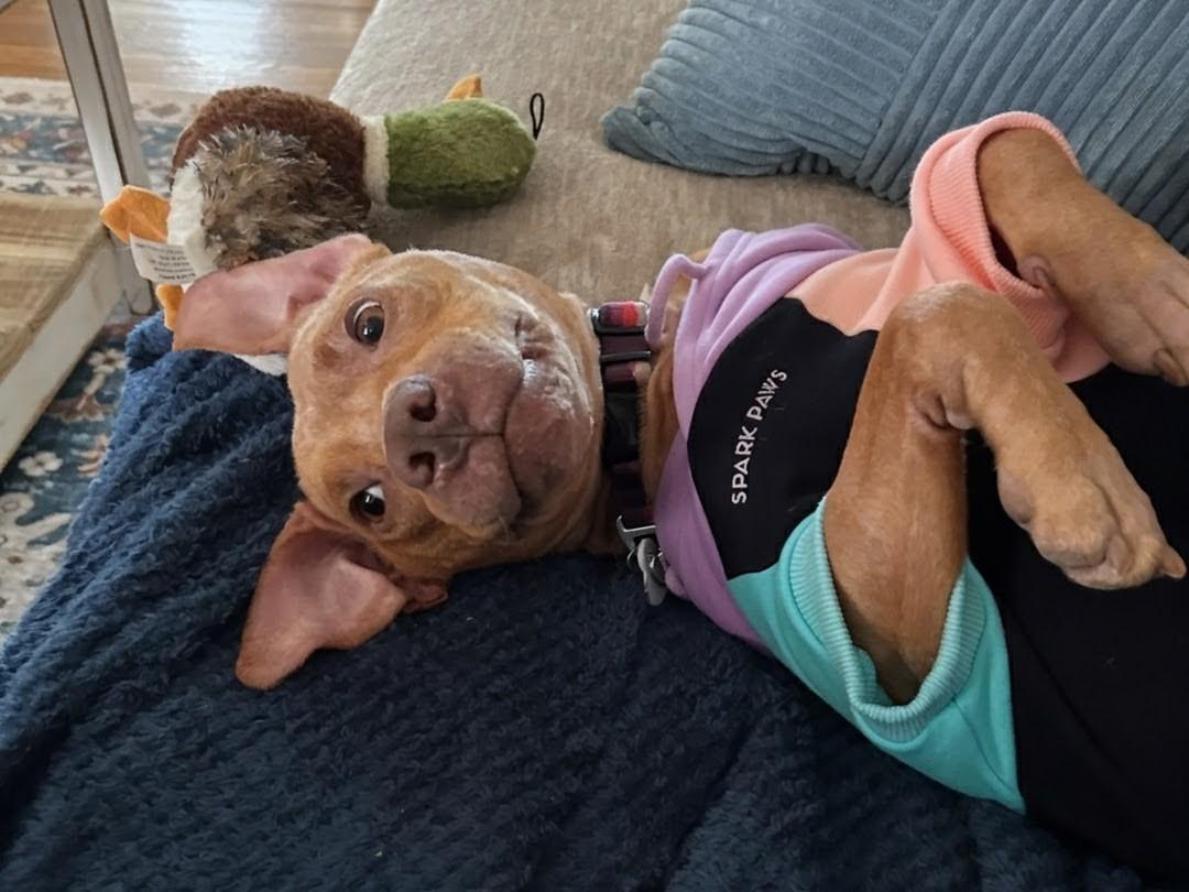 Enlarge Peach, a Adoptable mixed breed in Philadelphia, PA image 6/6