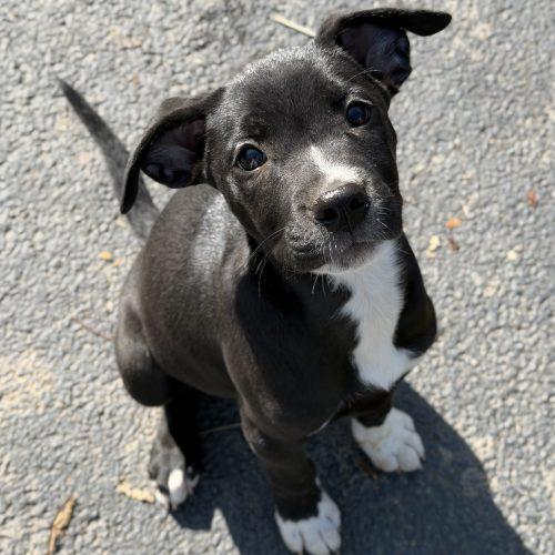 Thelma, Adoptable, Puppy Female Pit Bull Terrier & Mixed Breed.