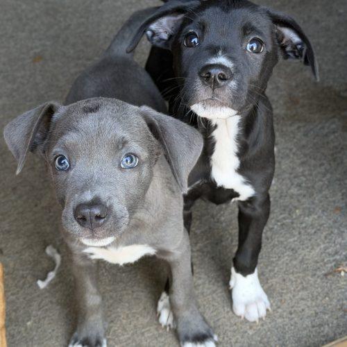 Enlarge Thelma, a Adoptable mixed breed in Georgetown, KY image 3/5