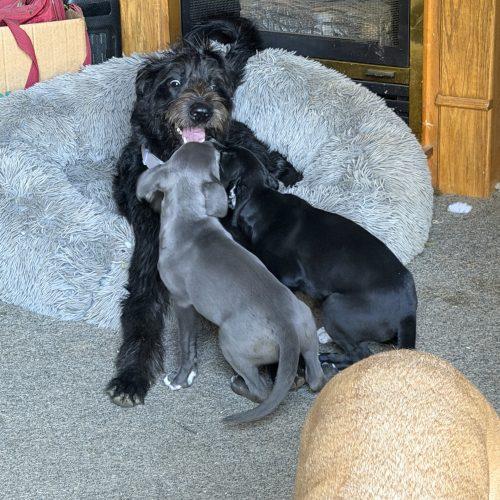 Enlarge Thelma, a Adoptable mixed breed in Georgetown, KY image 5/5