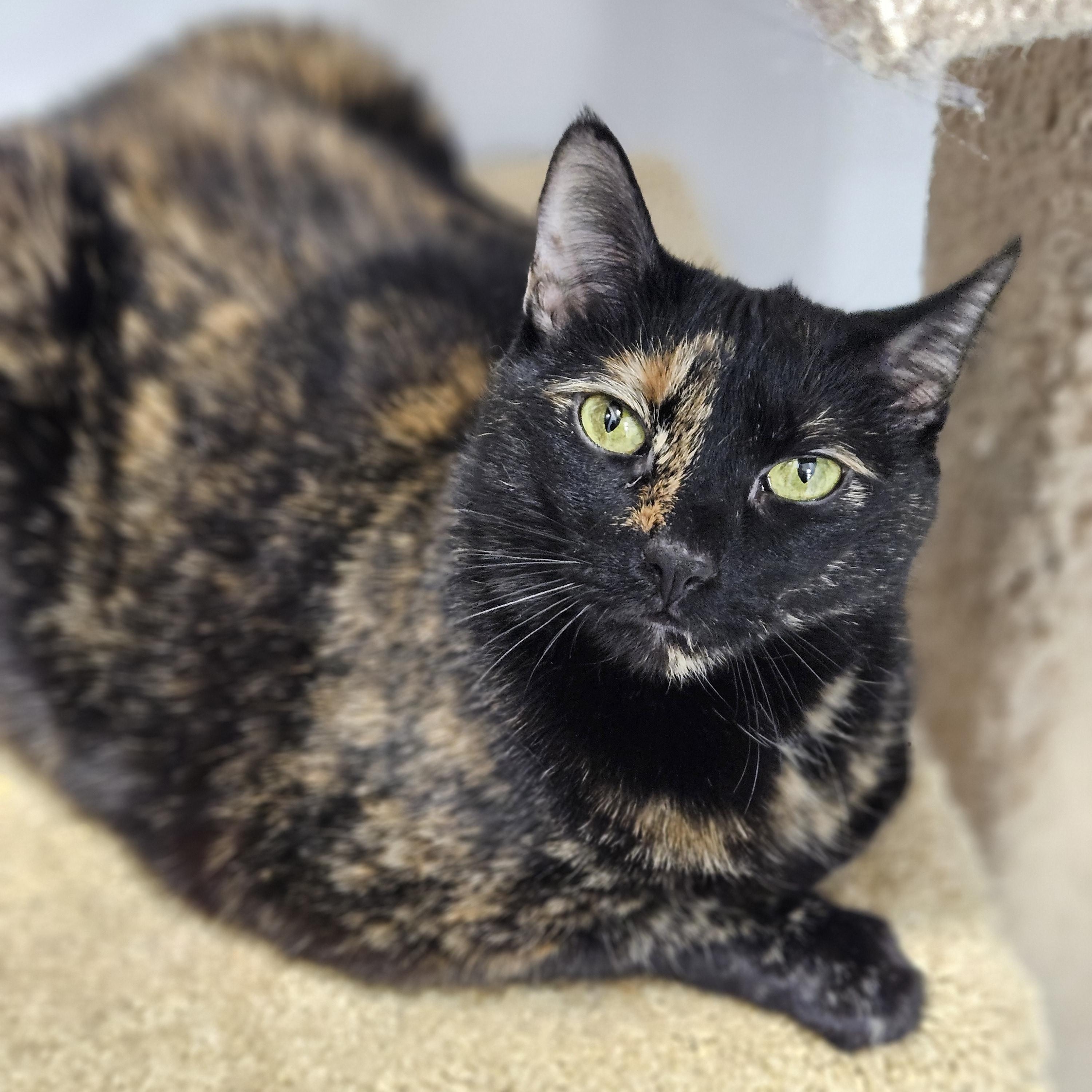 Enlarge Tinsel, a Adoptable Tortoiseshell in Endicott, NY image 4/4