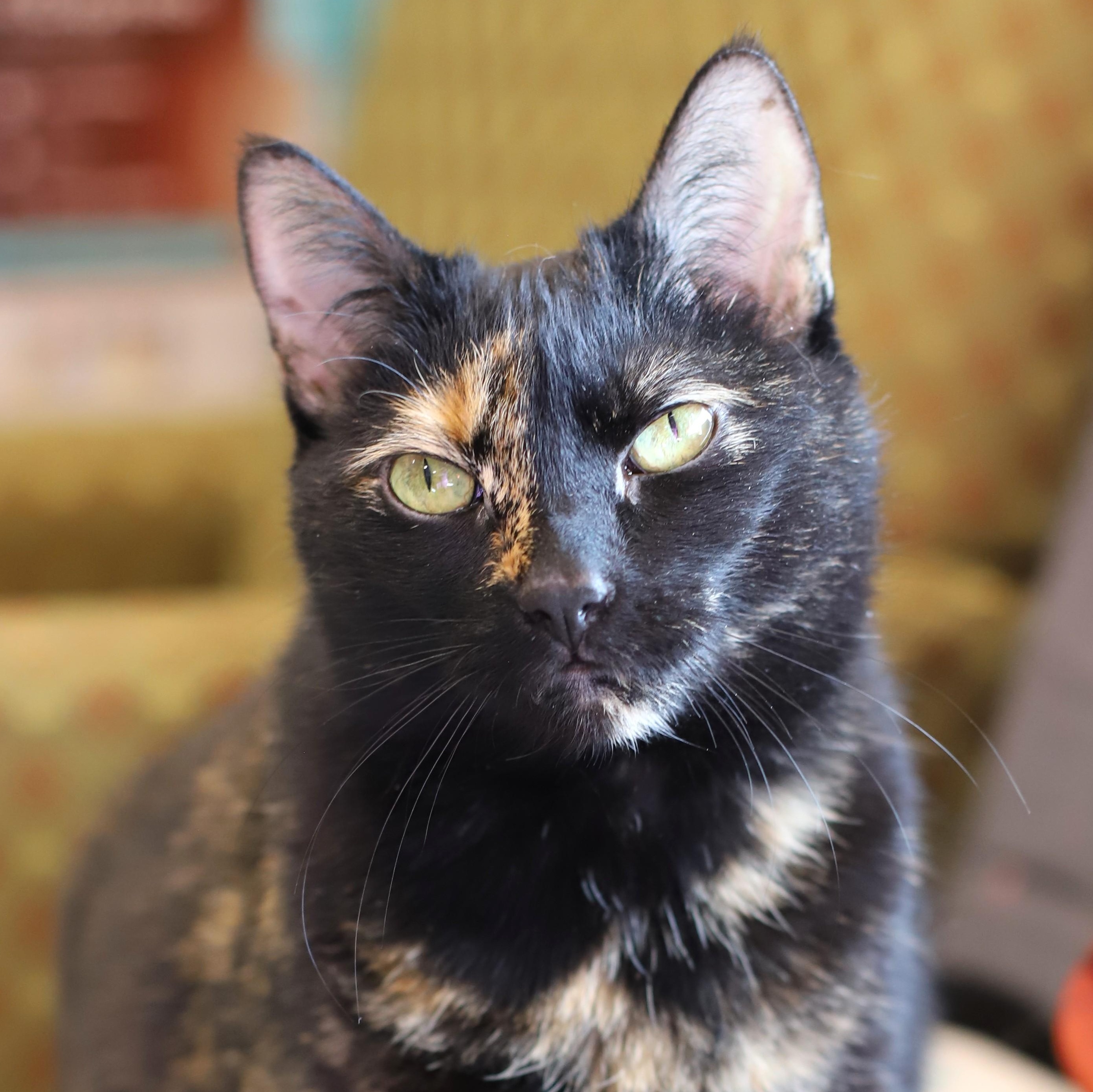 Tinsel, Adoptable, Adult Female Tortoiseshell.
