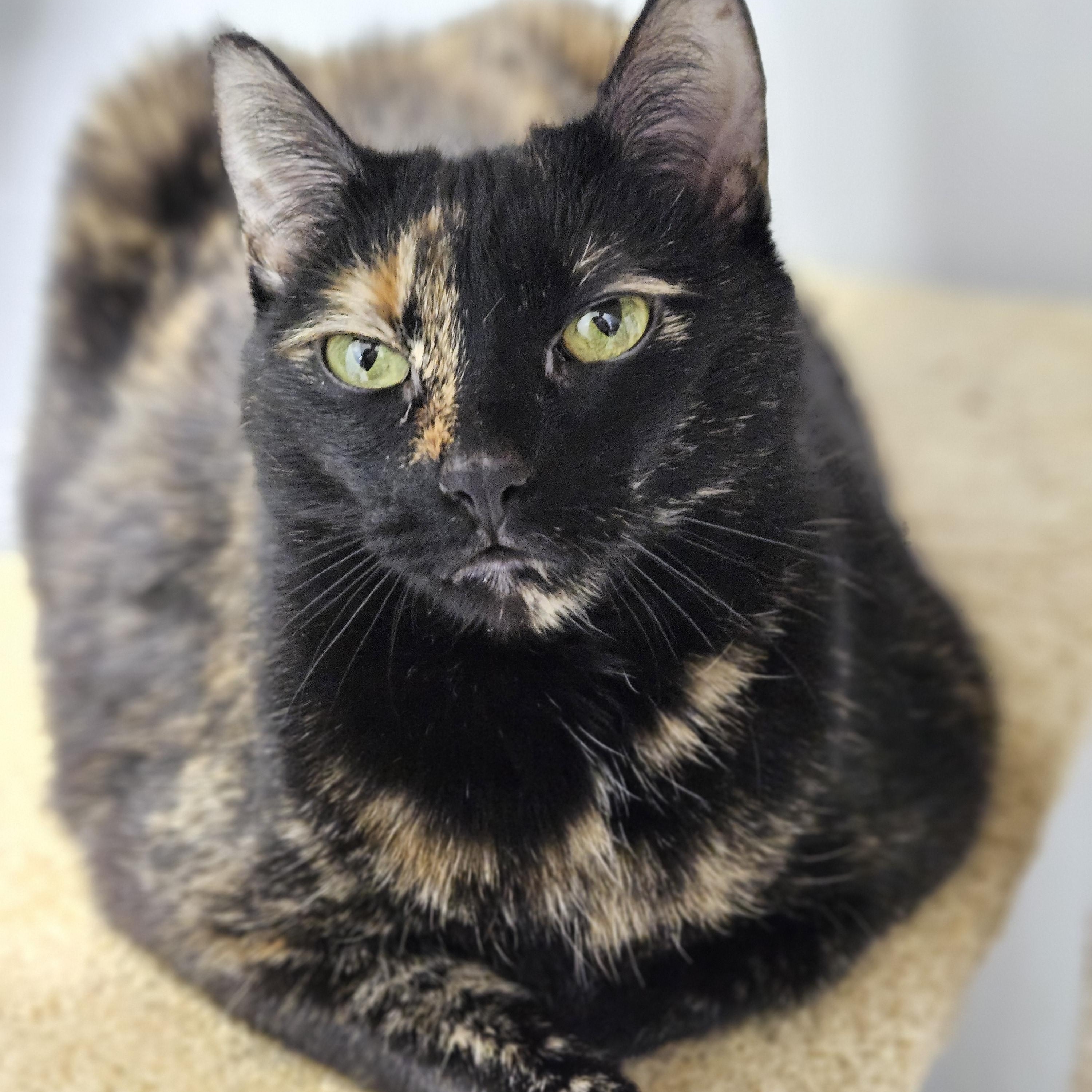 Enlarge Tinsel, a Adoptable Tortoiseshell in Endicott, NY image 3/4