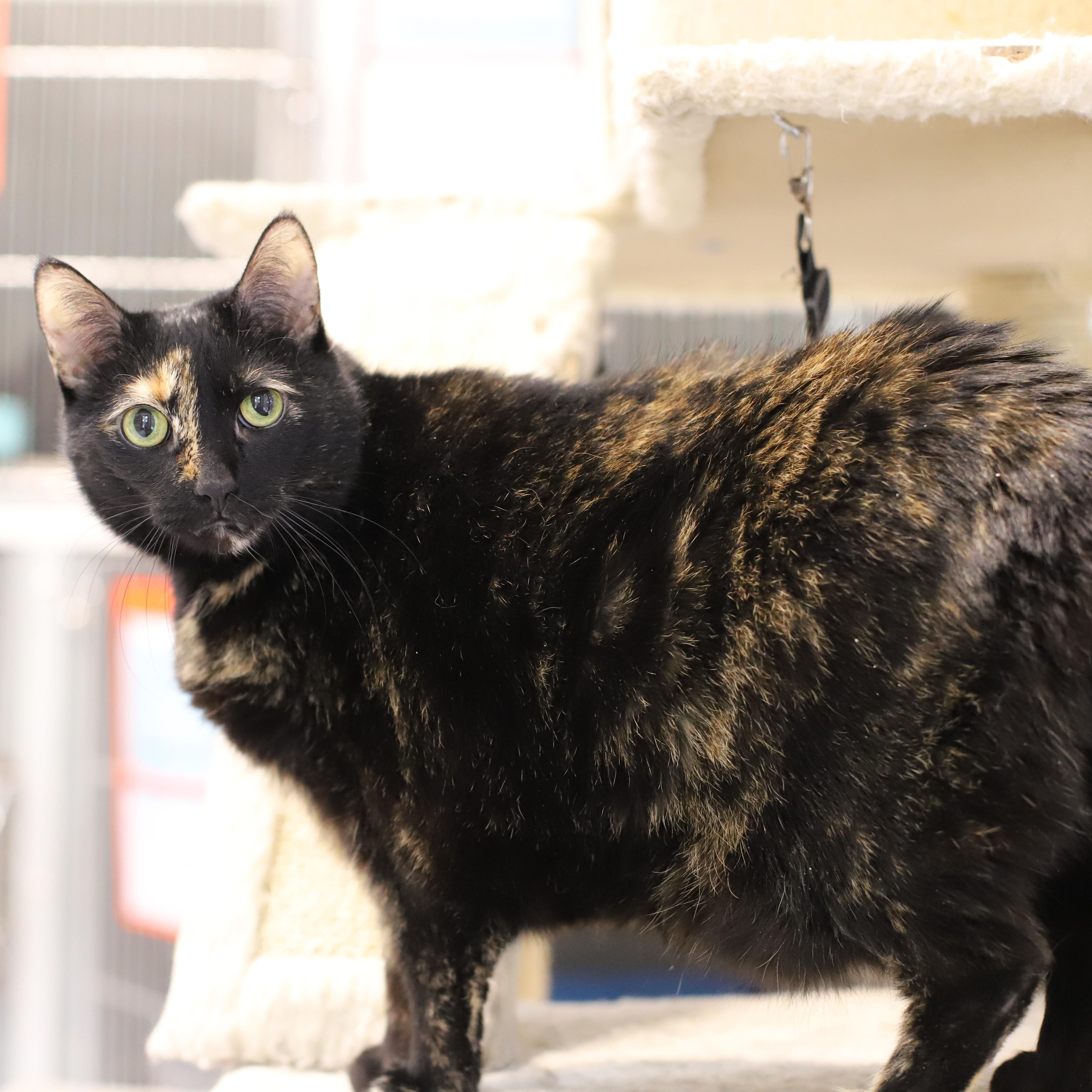 Enlarge Tinsel, a Adoptable Tortoiseshell in Endicott, NY image 2/4