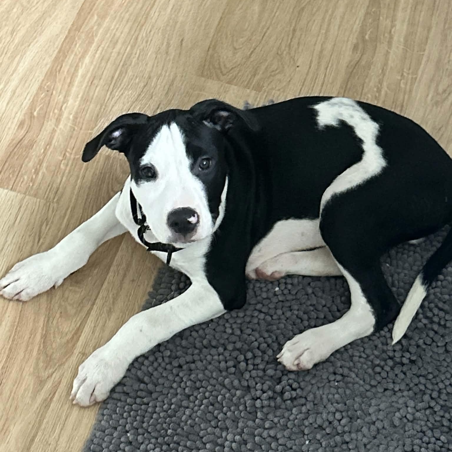 Felix, adopted, Puppy Male Pit Bull Terrier.