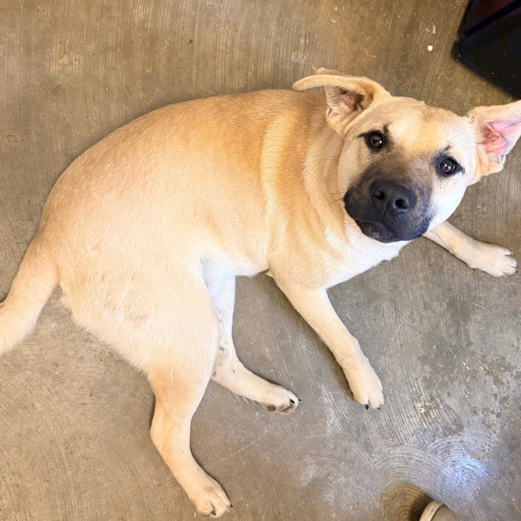 Enlarge Chong, a Adoptable Mixed Breed in Corinth, MS image 2/2