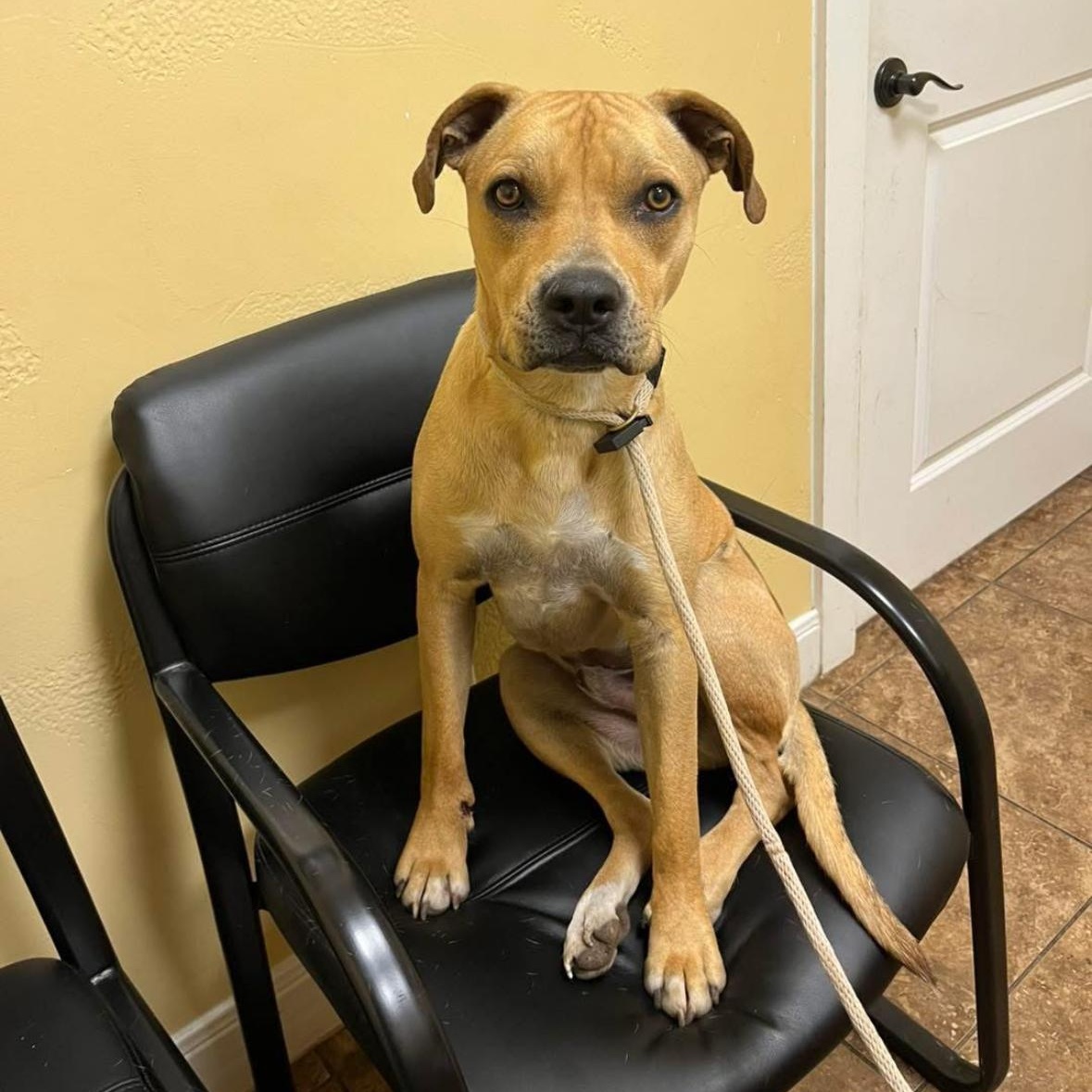 Enlarge Abbott, a Adoptable mixed breed in Magnolia, TX image 1/3